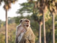 Älterer Makake sitzt auf Mülltonne - Angkor Wat - Kambodscha